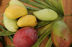 six mangoes against green leaf