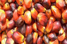 array of orange, red, brown and yellow corn seeds